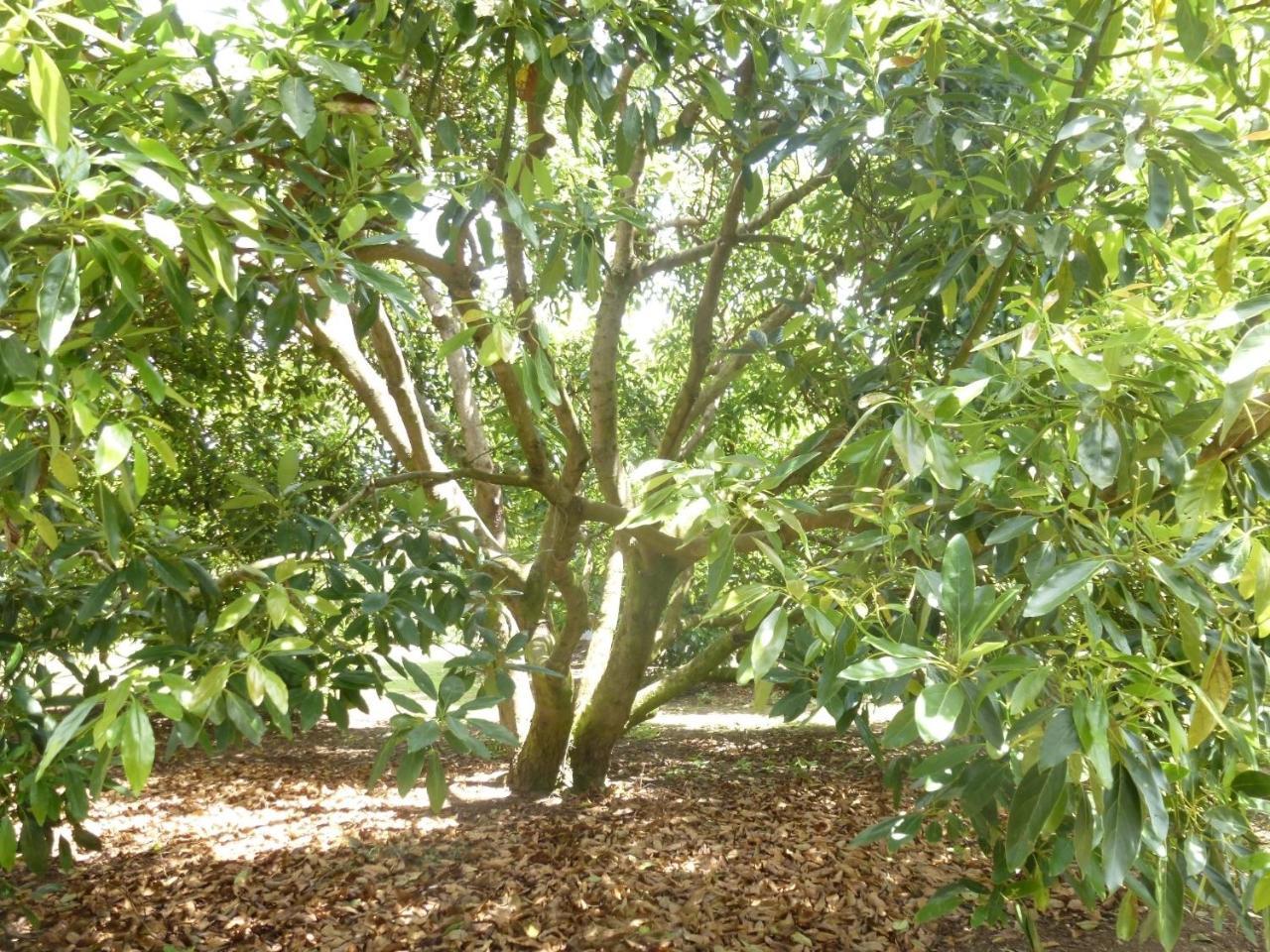 Paradise Grove وانغاماتا المظهر الخارجي الصورة