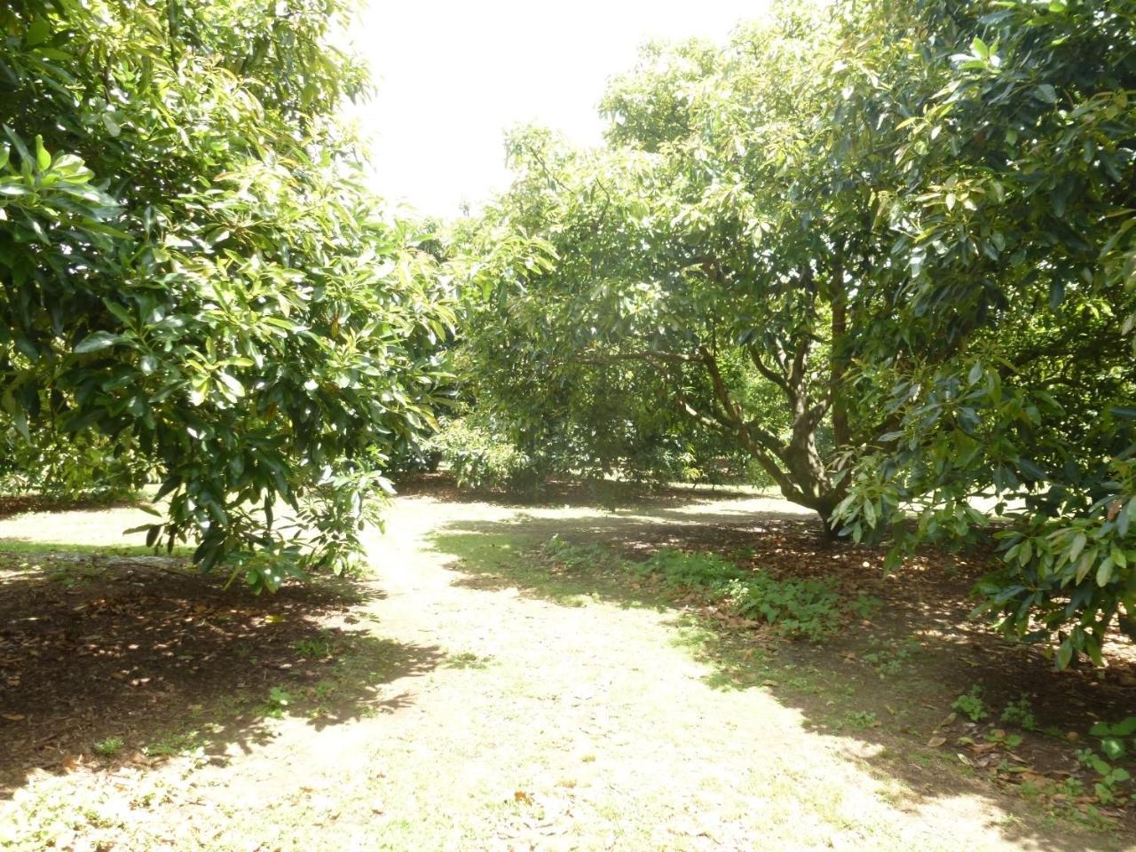 Paradise Grove وانغاماتا المظهر الخارجي الصورة